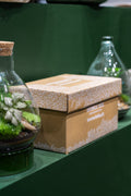 Terrarium Kit ingredients - Large- No glass