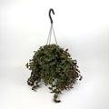 Tradescantia Brown hill 17cm Pot Size Houseplant