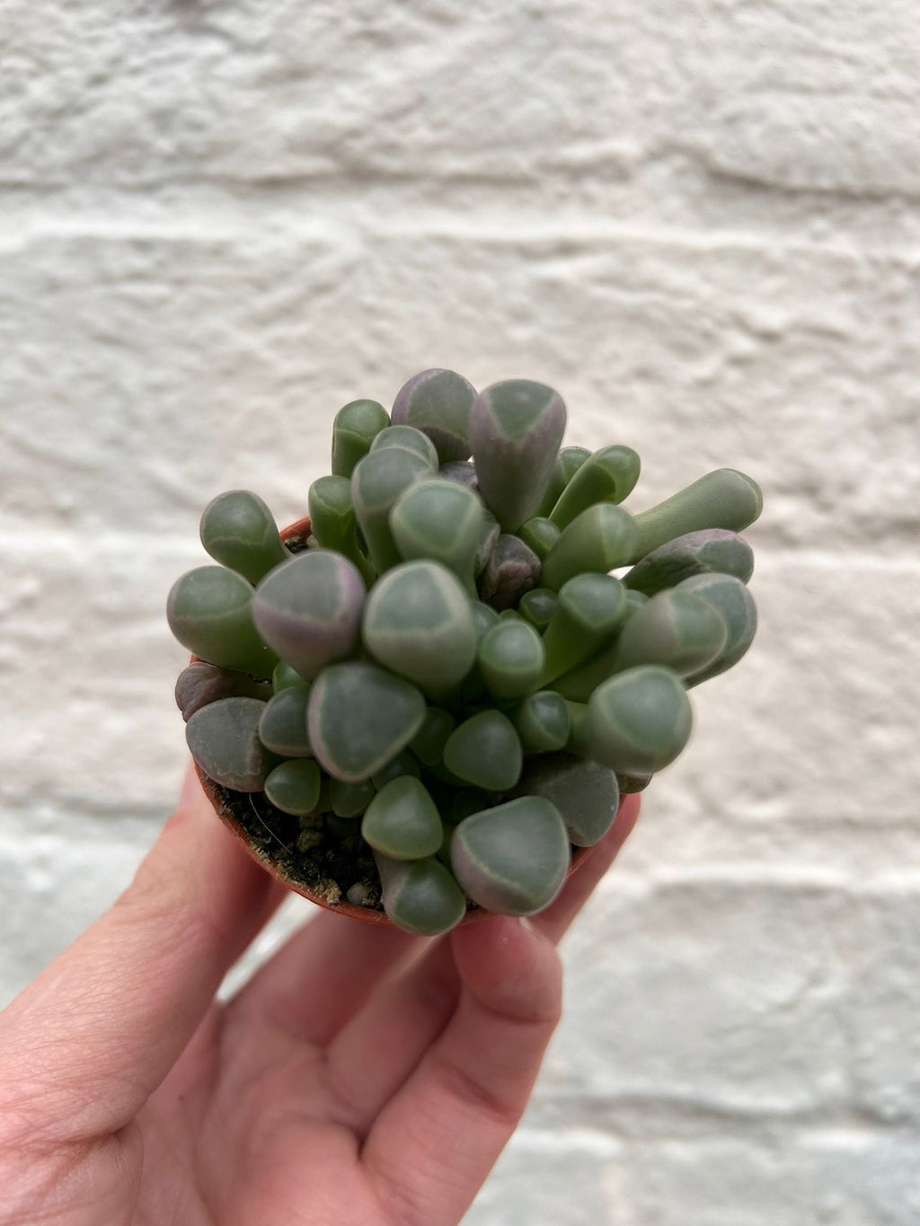 Fenestraria rhopalophylla subsp. aurantiaca (Baby Toes)