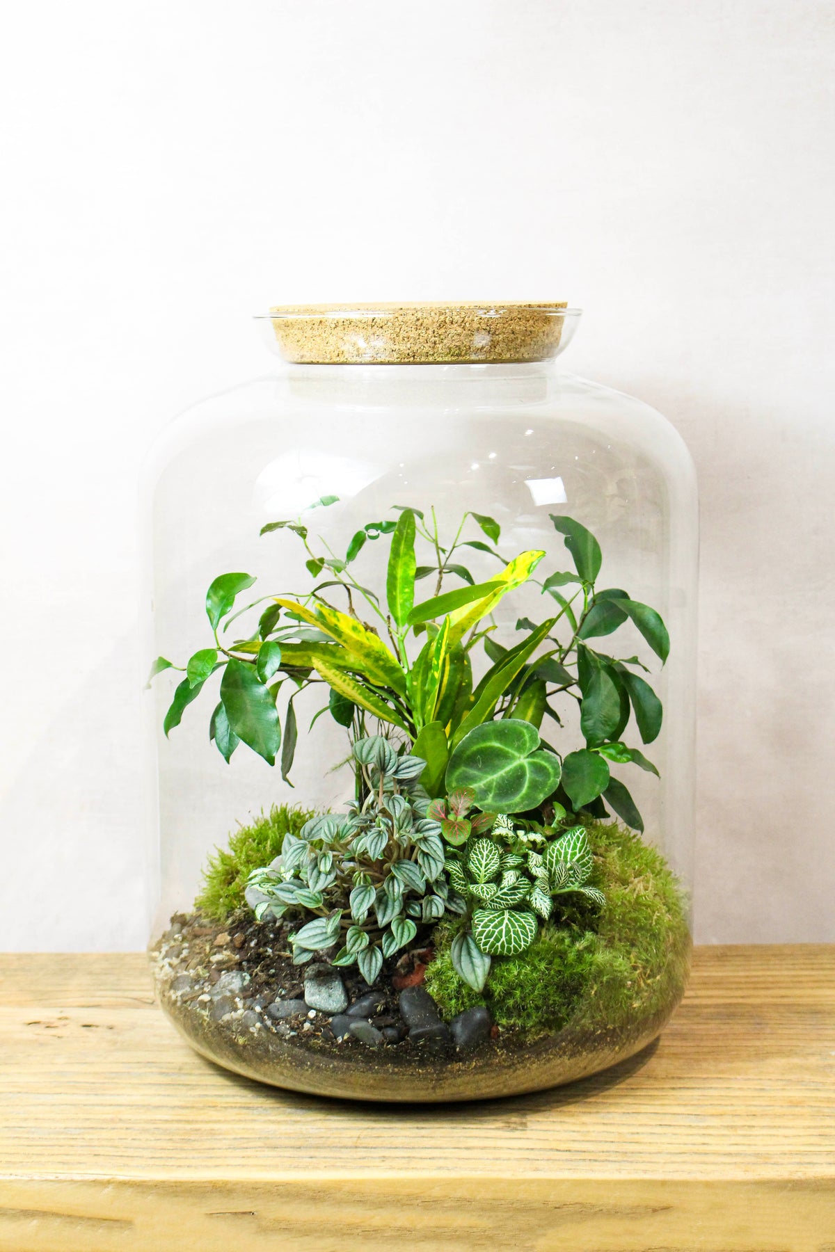 The Grande Terrarium (Tropical) 45x34cm