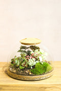 Eden Dome Terrarium Kit 16.5cm