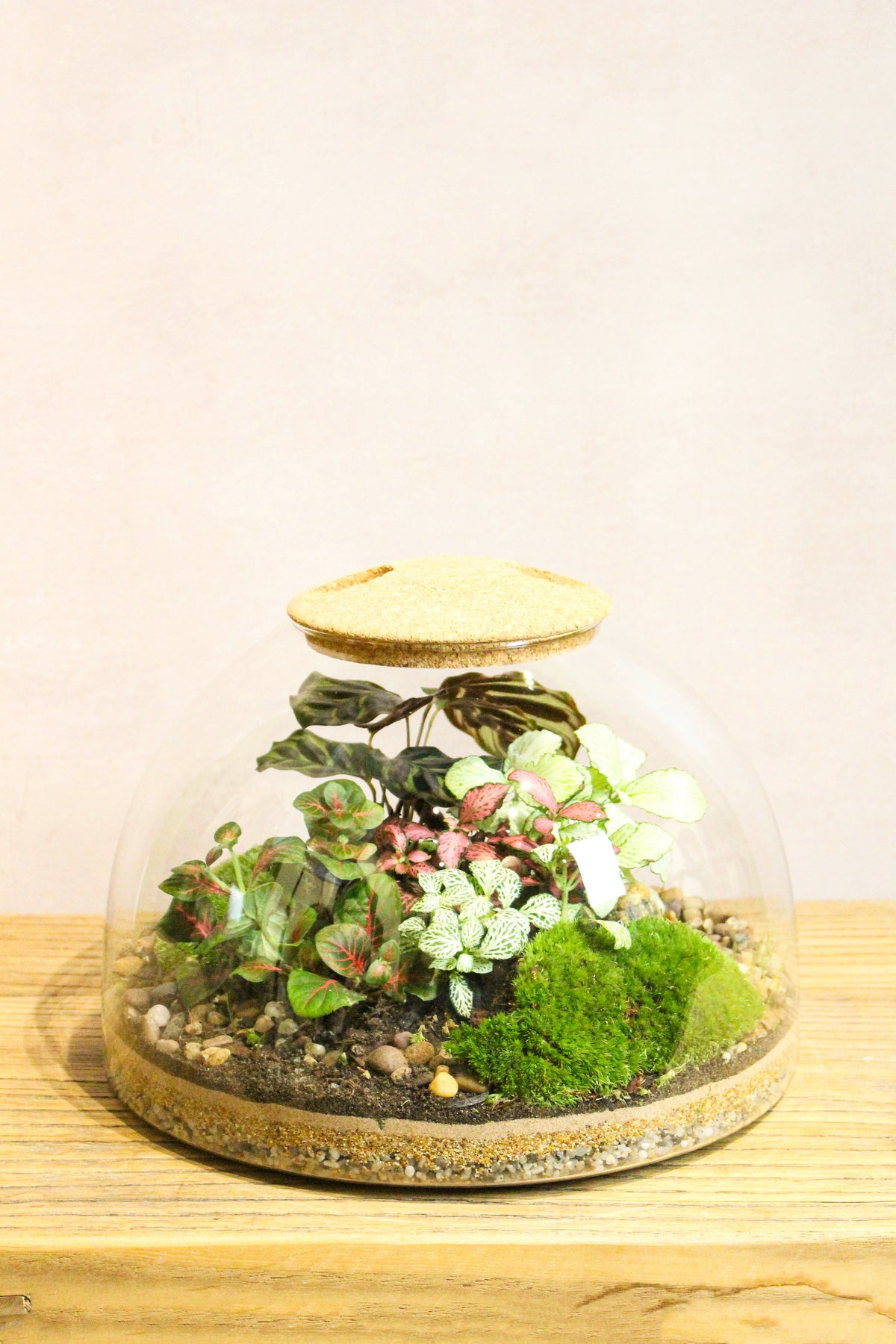 Eden Dome Terrarium Kit 16.5cm