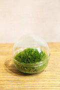 Moss Globe Terrarium 12x12cm