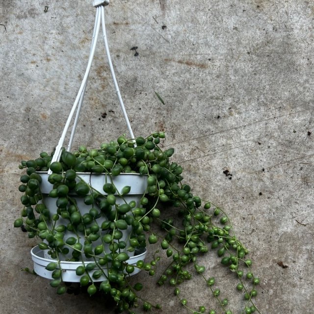 Curio rowleyanus (String of Beads)