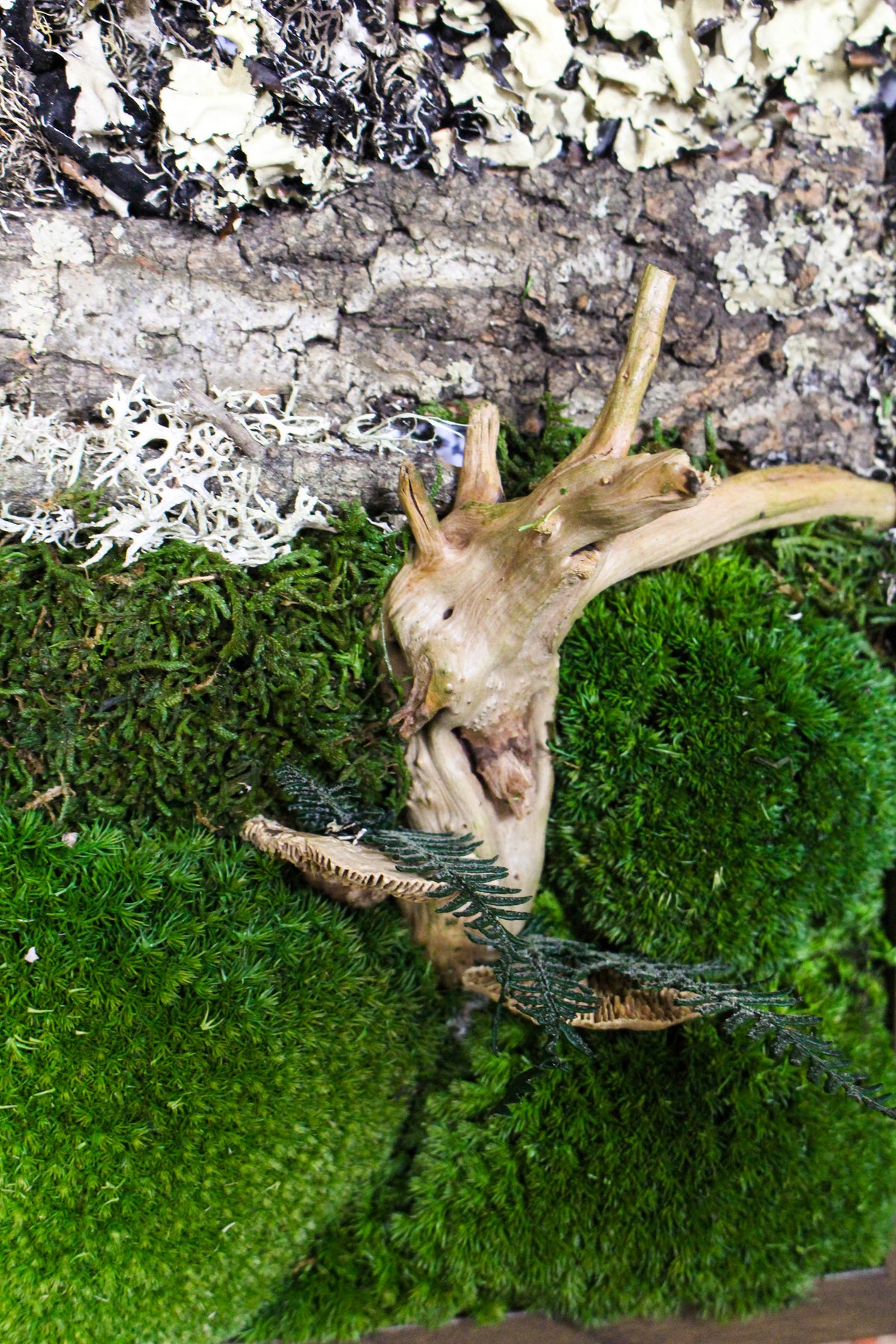 Handmade Preserved Moss Wall Art | Wooden Frame | A4 | Bun Moss & Driftwood