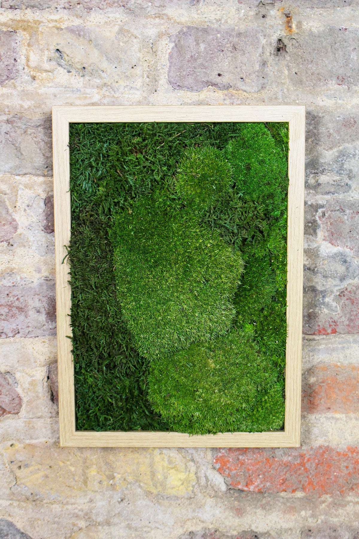Handmade Preserved Moss Wall Art | Wooden Frame | A4 | Bun Moss & Driftwood