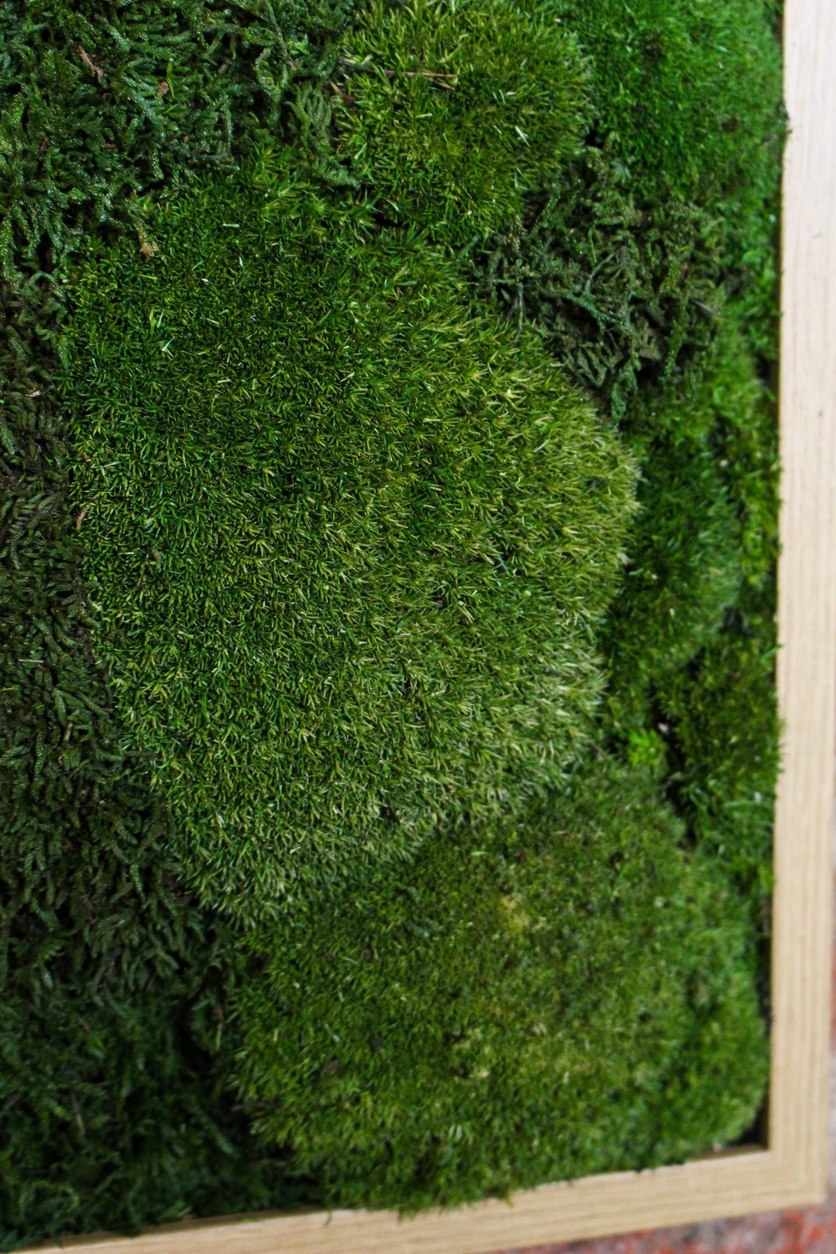Handmade Preserved Moss Wall Art | Wooden Frame | A4 | Bun Moss & Driftwood