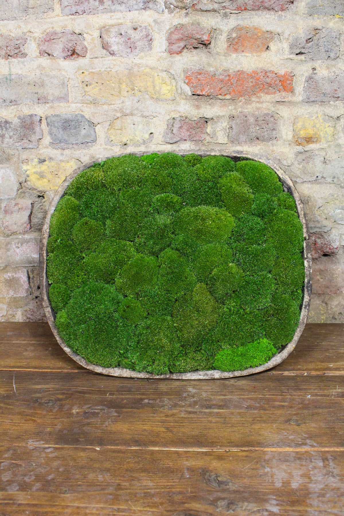 Vintage Wooden Moss Bowl | Preserved Moss