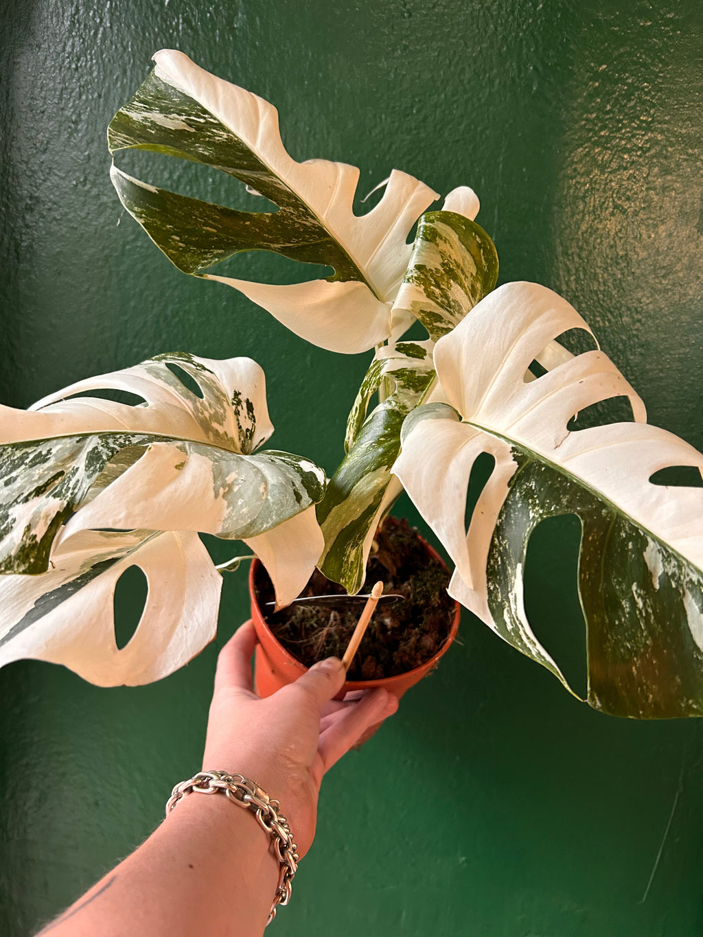Monstera deliciosa 'Variegata' (Variegated Cheese Plant)