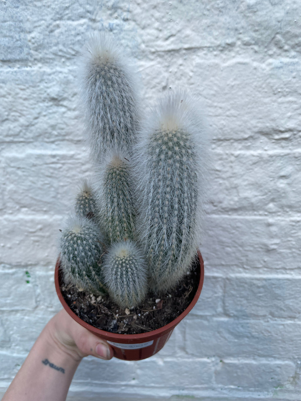 Cleistocactus strausii (Wooly torch Cactus)