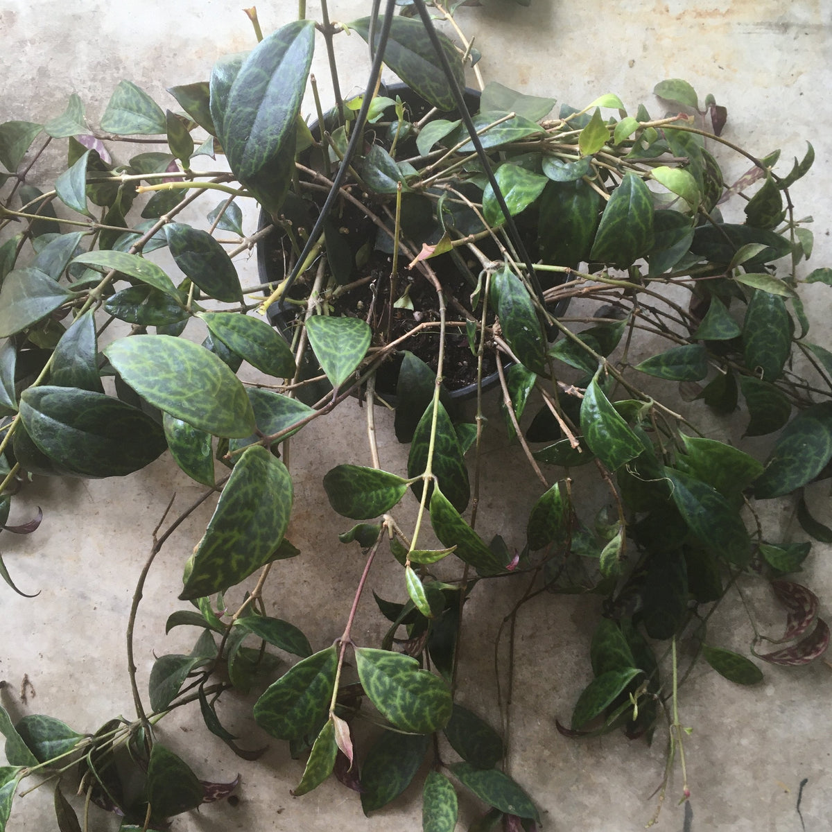 Aeschynanthus marmoratus (Lipstick plant)