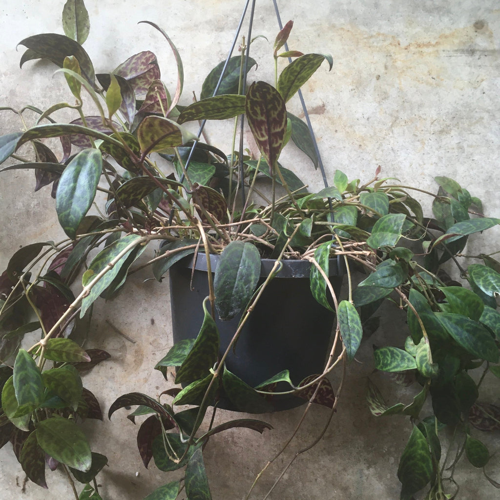 Aeschynanthus marmoratus (Lipstick plant)