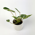 Philodendron Emerald Queen Variegata 10.5cm Houseplant
