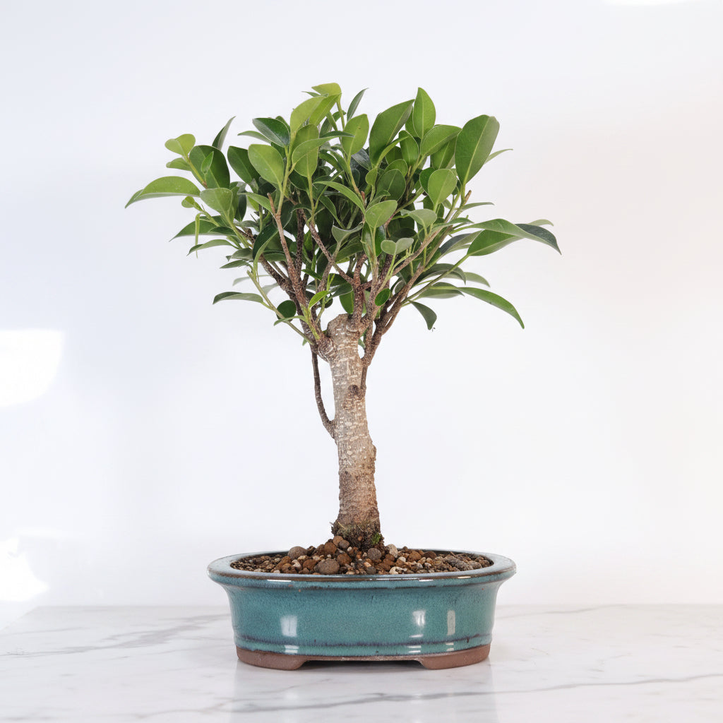 Ficus Microcarpa (Banyan Fig) Indoor Bonsai Tree | Broom | In 16cm Pot | Excellent Gift