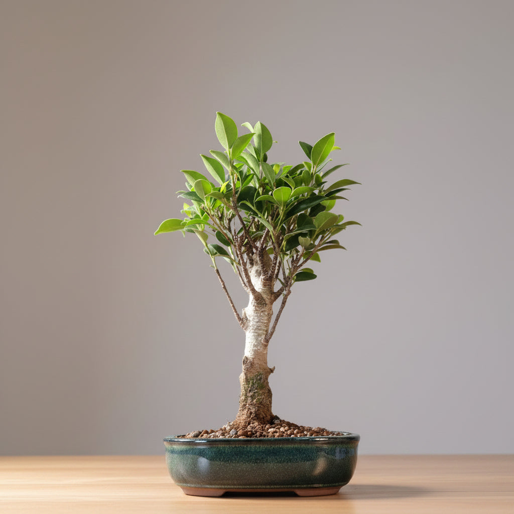 Ficus Microcarpa (Banyan Fig) Indoor Bonsai Tree | Broom | In 16cm Pot | Excellent Gift