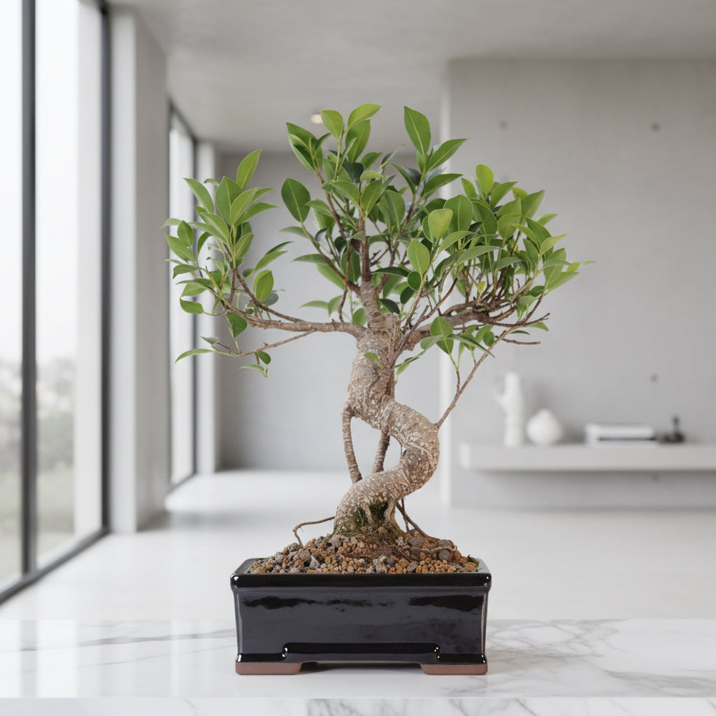 Ficus Microcarpa (Banyan Fig) Indoor Bonsai Tree | Shaped | In 16cm Pot | Delightful Gift