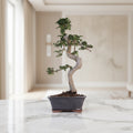 Chinese Elm (Ulmus Parvifolia) Bonsai Tree | Shaped | In 18cm Pot