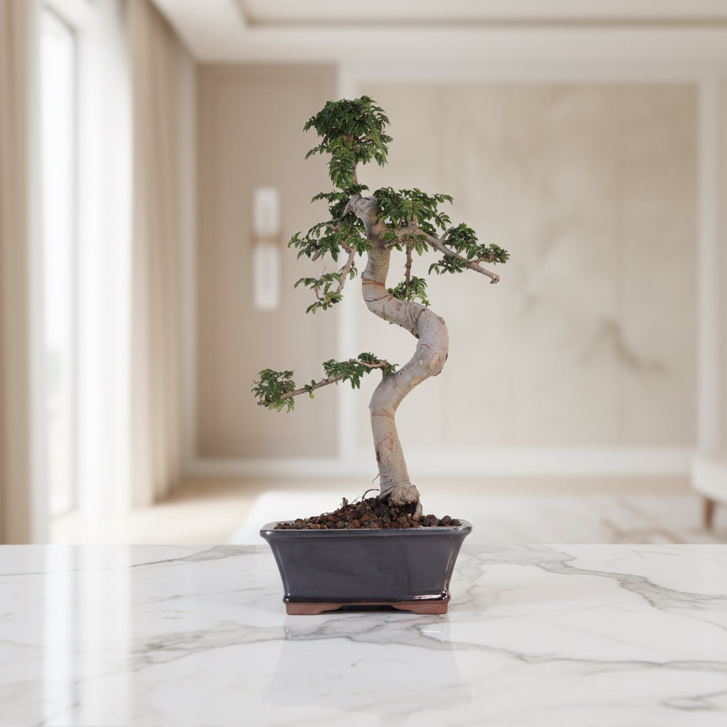 Chinese Elm (Ulmus Parvifolia) Bonsai Tree | Shaped | In 18cm Pot