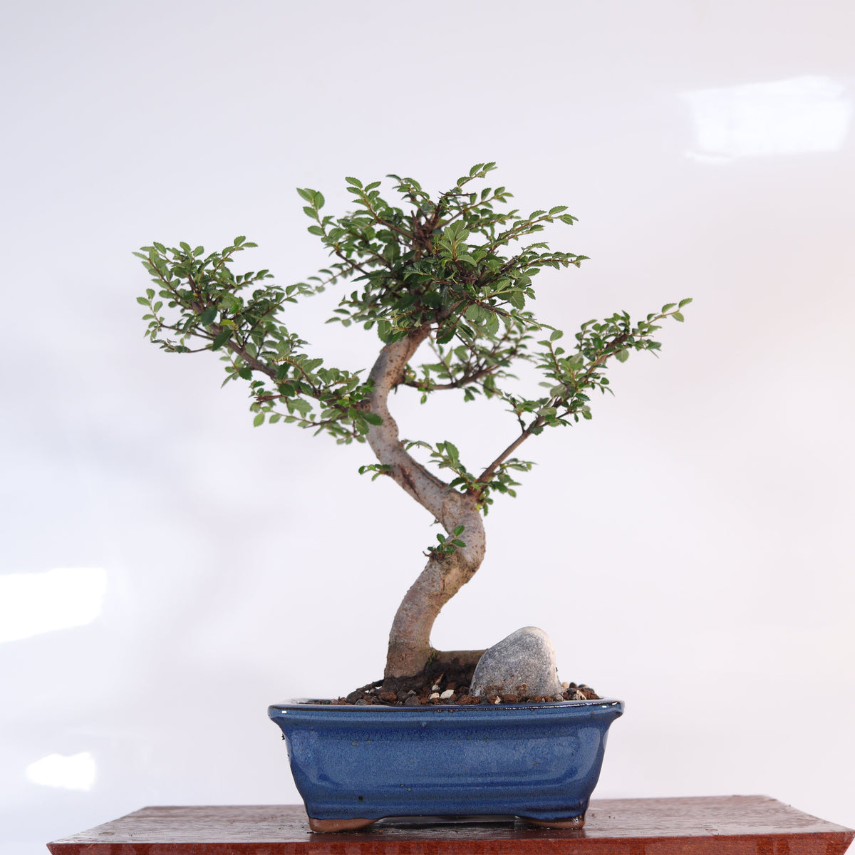 Chinese Elm (Ulmus Parvifolia) Bonsai Tree | Shaped | In 16cm Pot