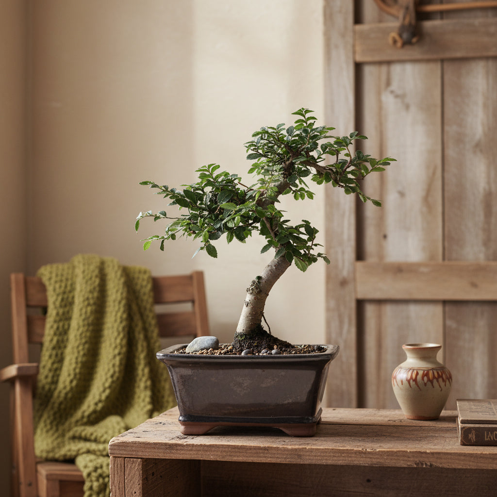 Chinese Elm (Ulmus Parvifolia) Bonsai Tree | Shaped | In 16cm Pot