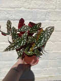 Begonia maculata 'Wightii' (Polka Dot Begonia)