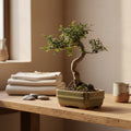 Chinese Elm (Ulmus Parvifolia) Bonsai Tree | Shaped | In 16cm Pot