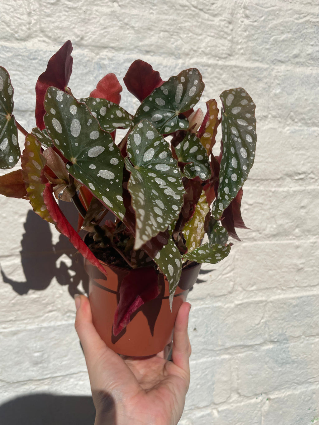 Begonia maculata 'Wightii' (Polka Dot Begonia)