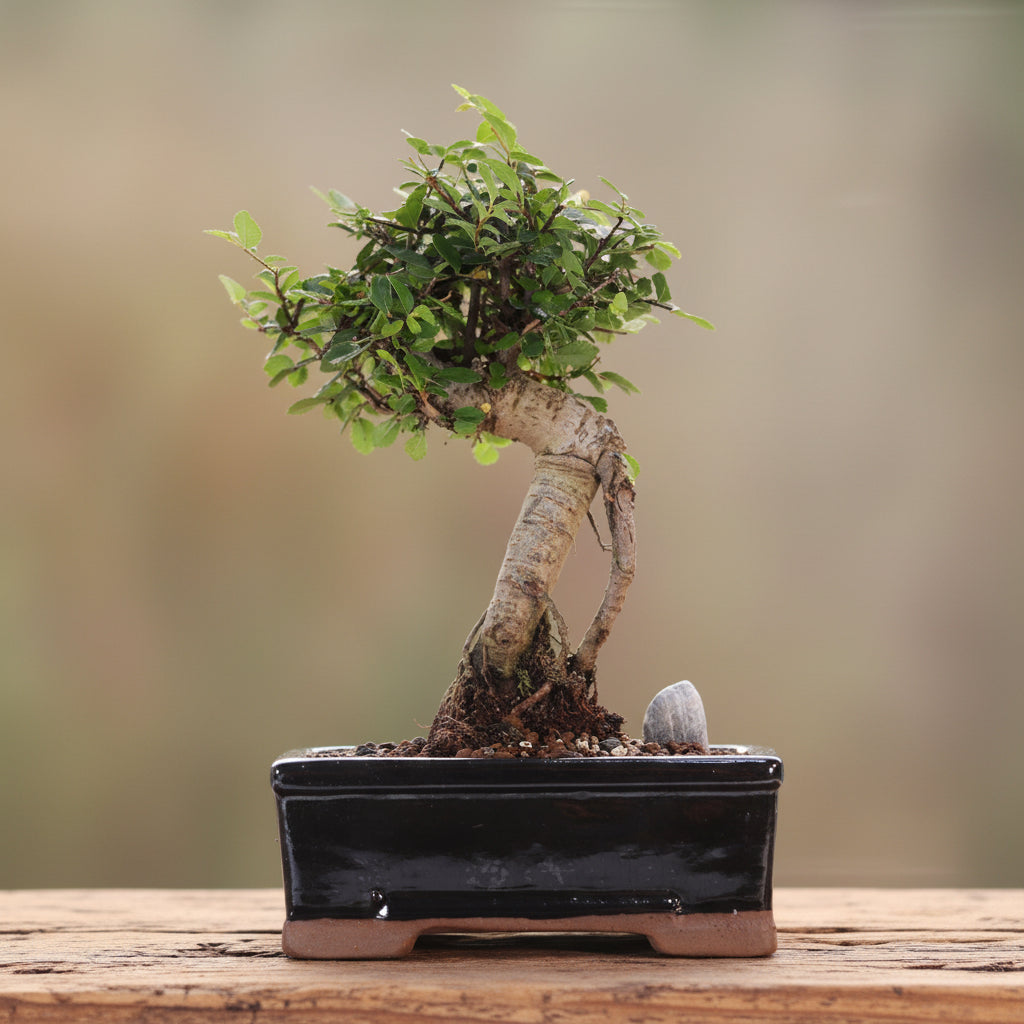 Chinese Elm (Ulmus Parvifolia) Bonsai Tree | Broom | In 16cm Pot | Great Gift