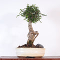 Chinese Elm (Ulmus Parvifolia) Bonsai Tree | Broom | In 16cm Pot | Great Gift