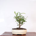 Chinese Pepper (Zanthoxylum Pipertum) Bonsai Tree | Broom | In 16cm Pot