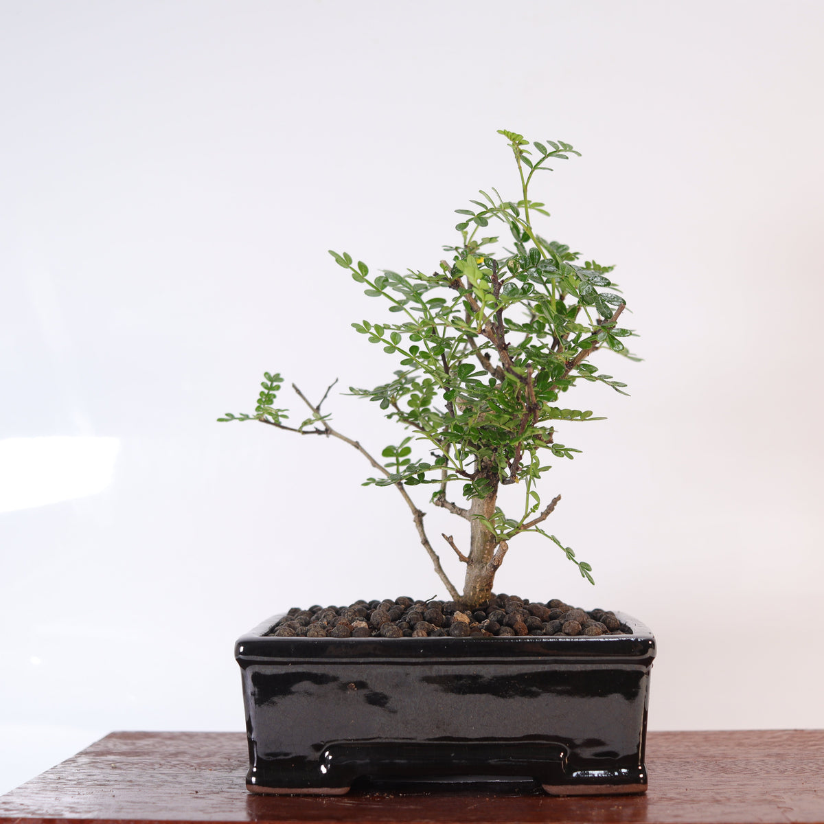 Chinese Pepper (Zanthoxylum Pipertum) Bonsai Tree | Broom | In 16cm Pot