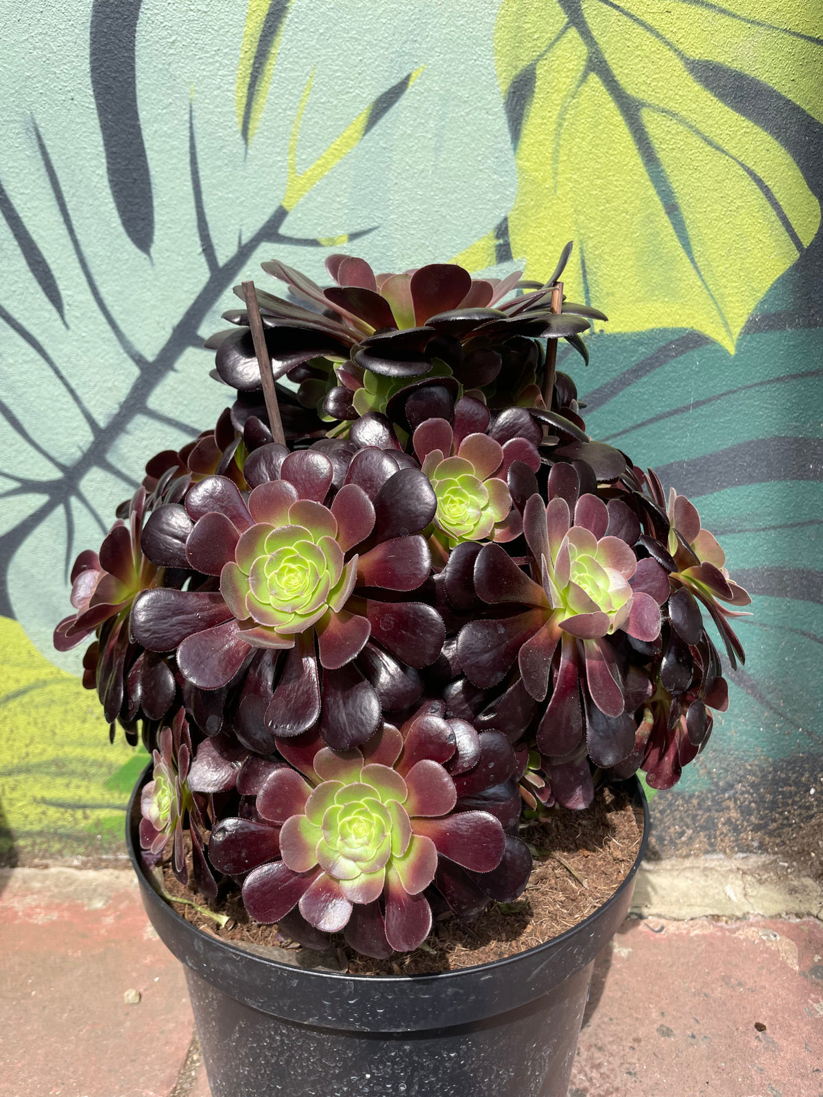 Aeonium arboreum (Houseleek Tree)