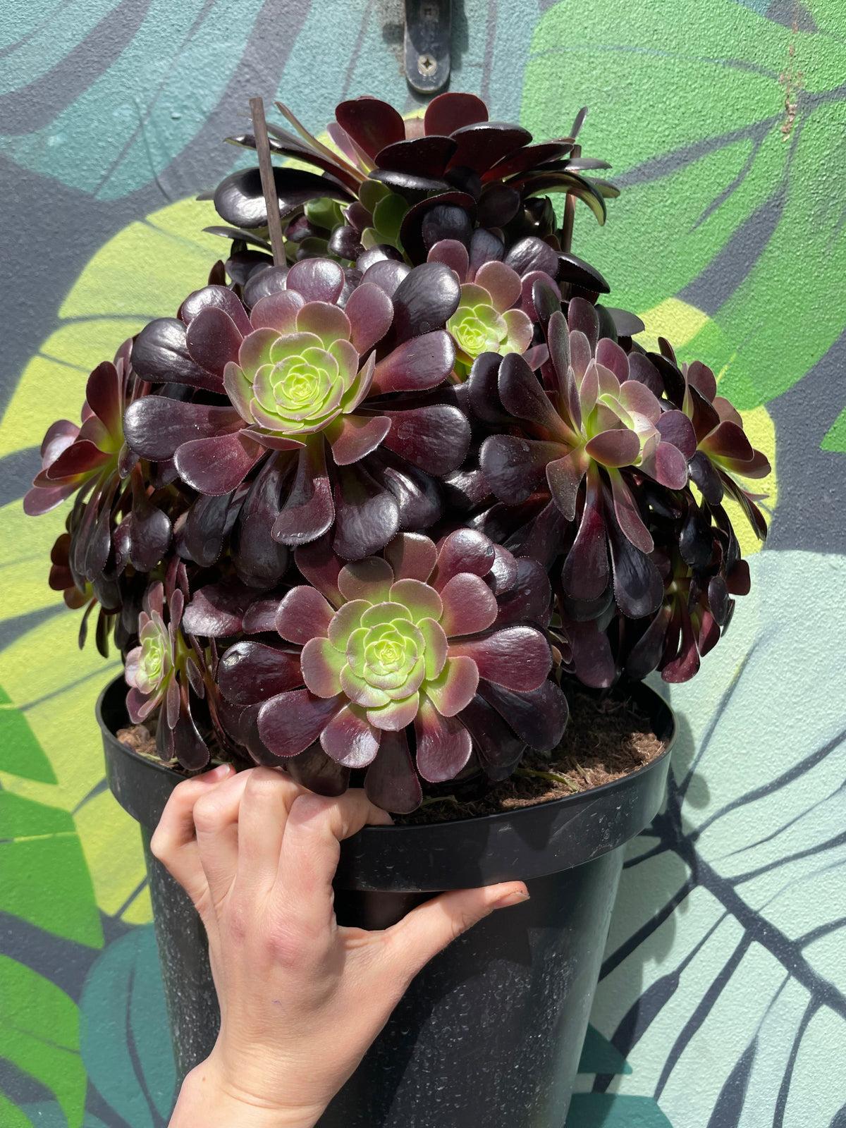 Aeonium arboreum (Houseleek Tree)