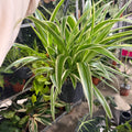 Chlorophytum Laxum 17cm Pot Size Hanging Houseplant