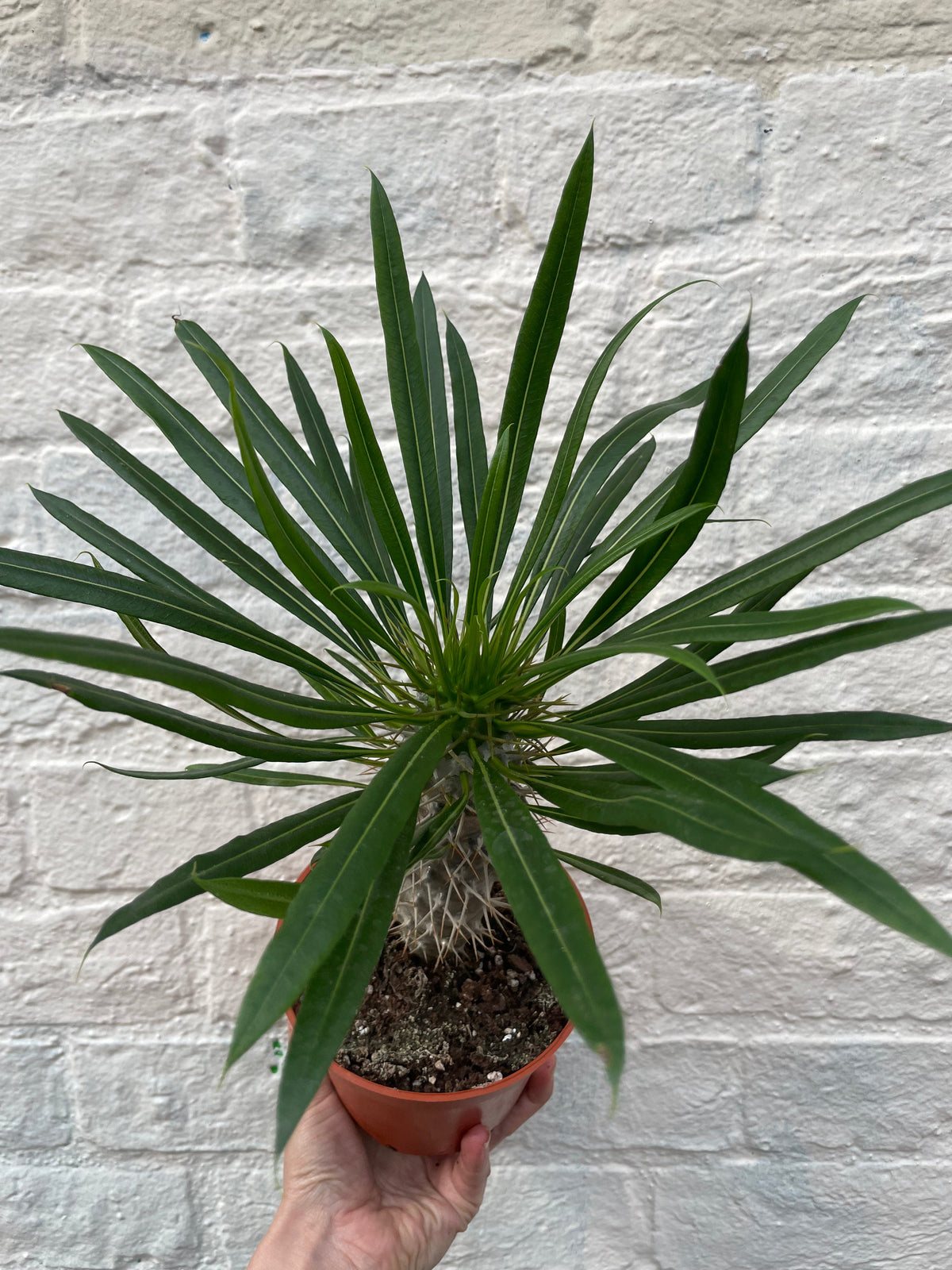 Pachypodium lamerei (Madagascar Palm)