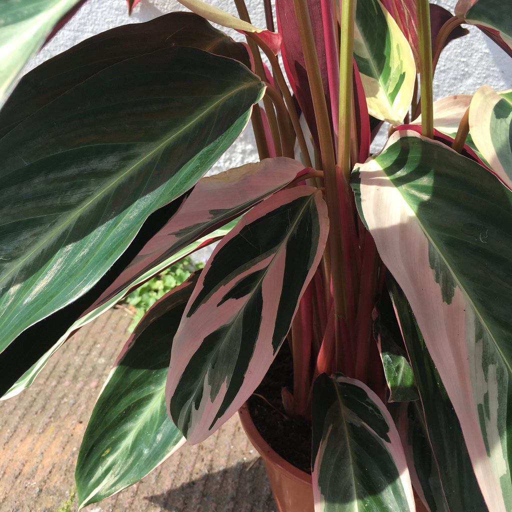 Stromanthe sanguinea 'Triostar' (Calathea Triostar)