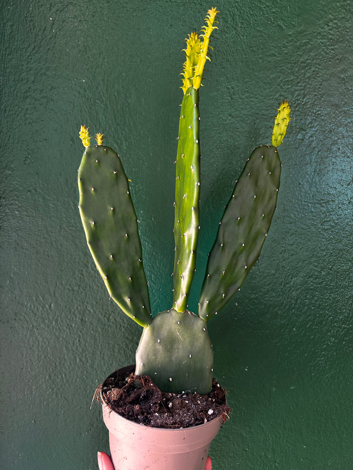 Opuntia cochenillifera (Prickly Pear)