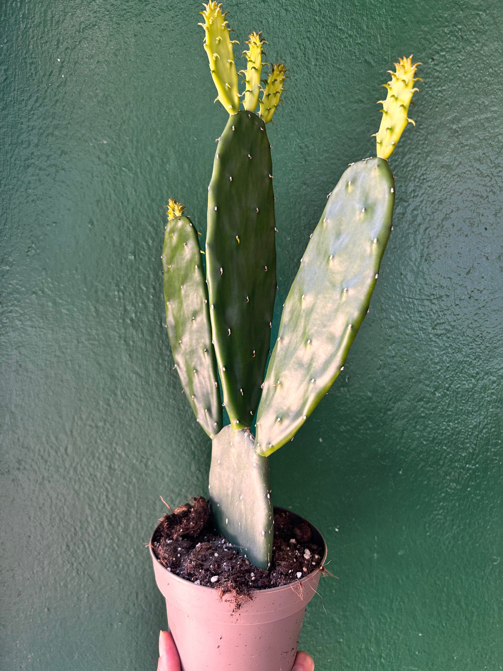 Opuntia cochenillifera (Prickly Pear)