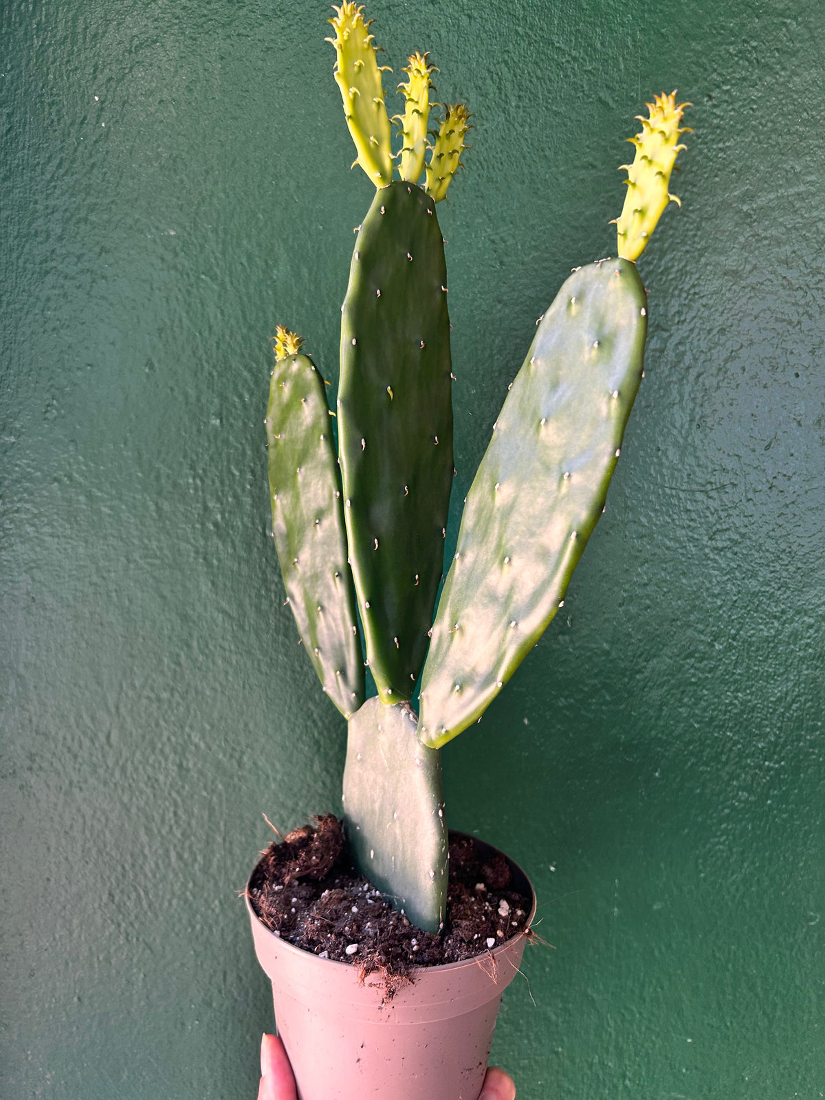 Opuntia cochenillifera (Prickly Pear)