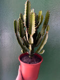 Euphorbia erytrea (Candelabara Cactus)