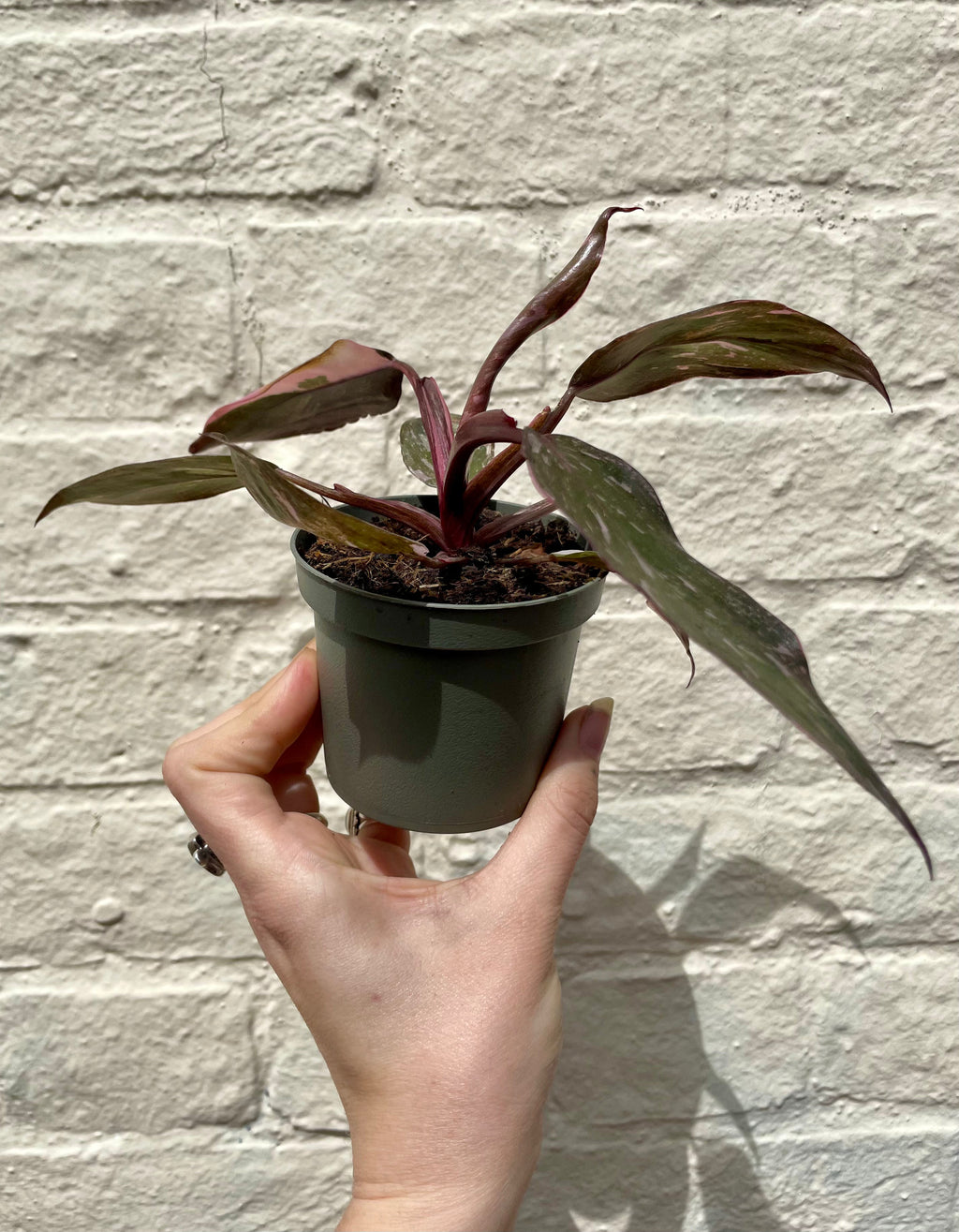 Philodendron erubescens 'Pink Marble'