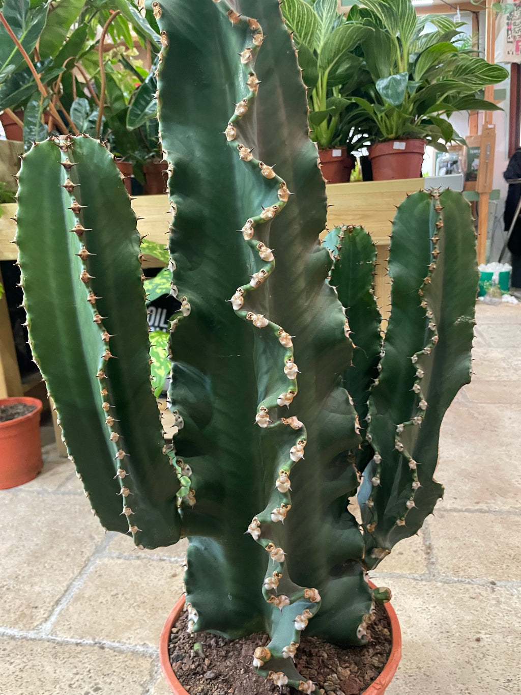 Euphorbia erytrea (Candelabara Cactus)