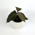Labisia Gigantifolia 10.5cm Houseplant