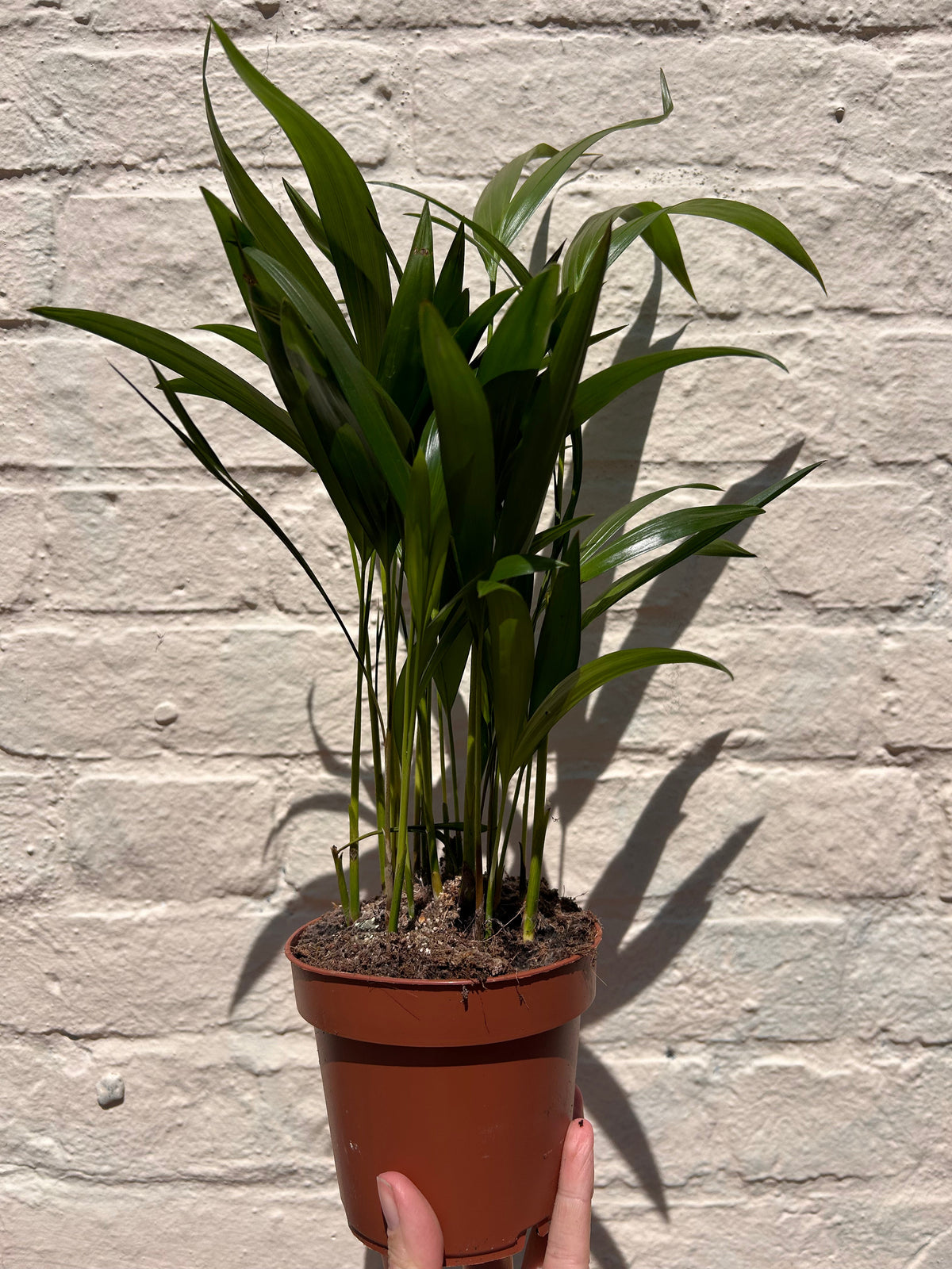 Dypsis lutescens (Areca Palm)