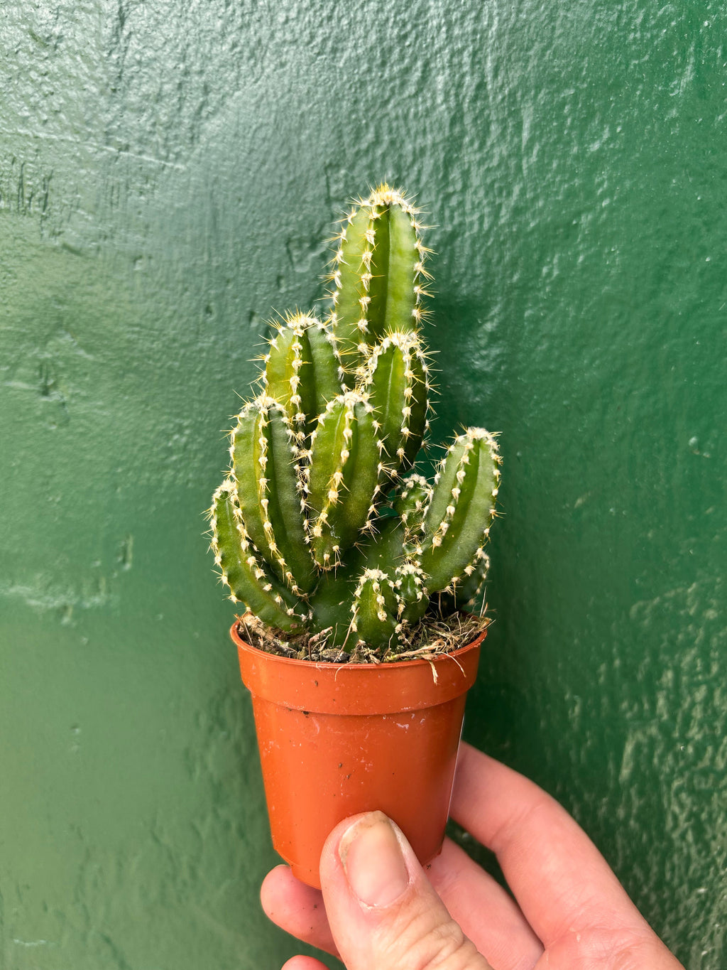 Cereus Peruvianus 'Florida'