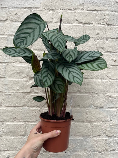 Ctenanthe setosa 'Compact Star'