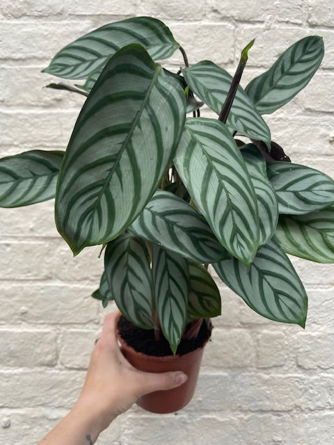 Ctenanthe setosa 'Compact Star'