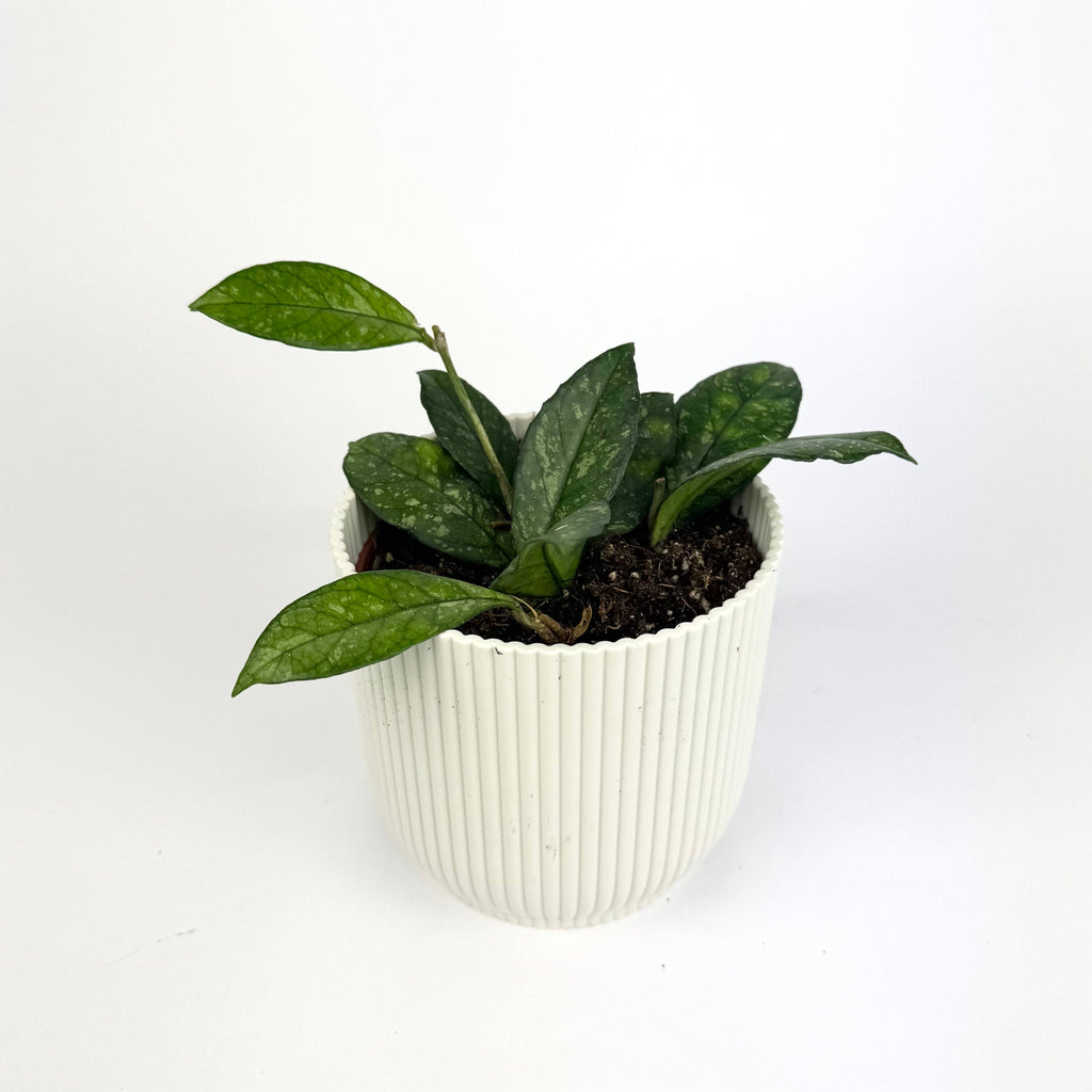 Hoya crassipetiolata splash 11cm Houseplant
