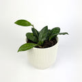 Hoya crassipetiolata splash 11cm Houseplant