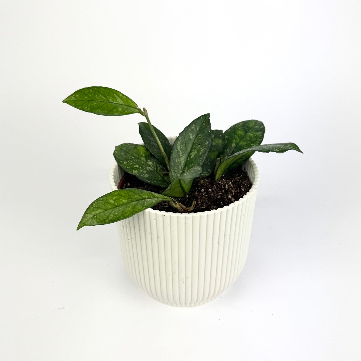 Hoya crassipetiolata splash 11cm Houseplant